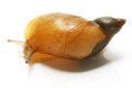 Succinea putris Czech Republic adult